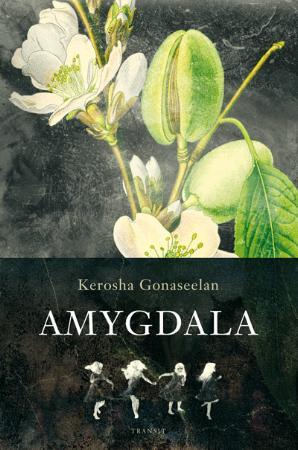 Amygdala: roman